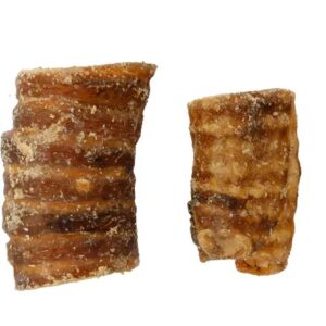 Trachea bovina 5/6 cm